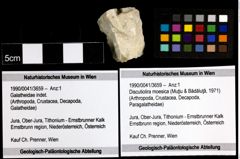 Foto (Objekt + Etiketten) von Discutiolira moesica (Muţiu & Bădăluţă, 1971) 